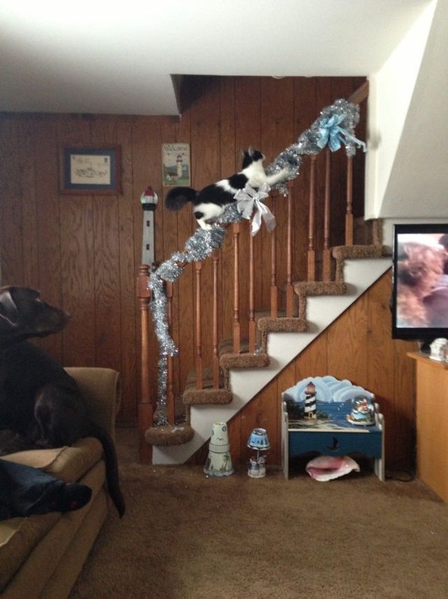 Як коти готуються до новорічних свят: кумедні фото - фото 125553