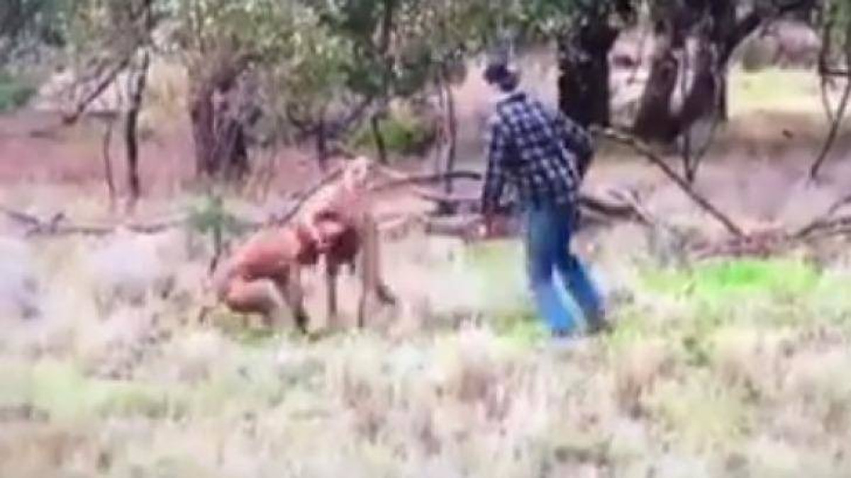 Австралієць бився із кенгуру, щоб врятувати собаку - фото 1