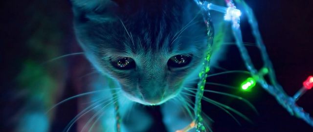 Як коти готуються до новорічних свят: кумедні фото - фото 125550