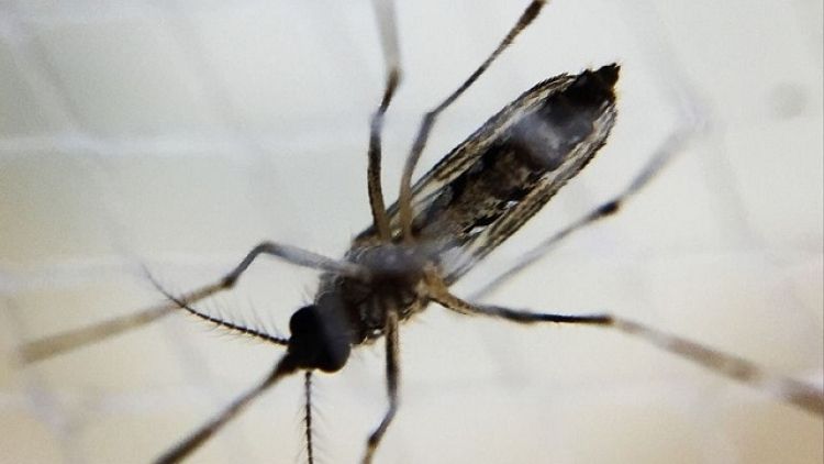 Науковці винайшли першу в світі вакцину від вірусу Зіка
