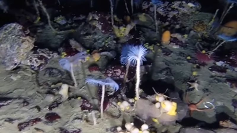Вчені показали на відео підводний світ Антарктики
