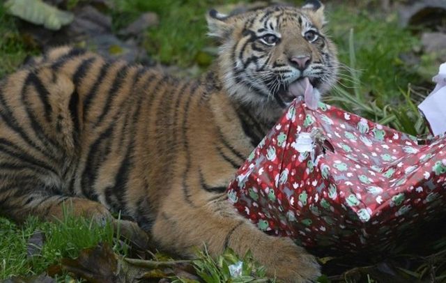 У лондонському зоопарку тварини отримали різдвяні подарунки- фото 127066
