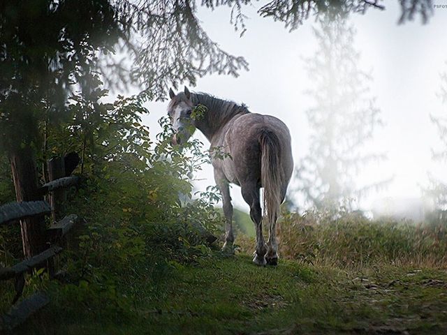 Українець створює найказковіші знімки тварин- фото 125324