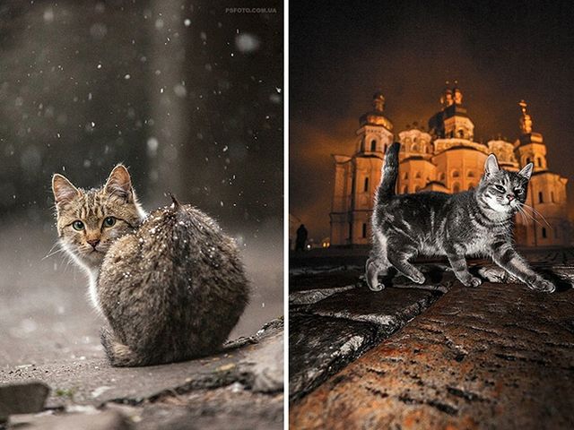 Українець створює найказковіші знімки тварин- фото 125321