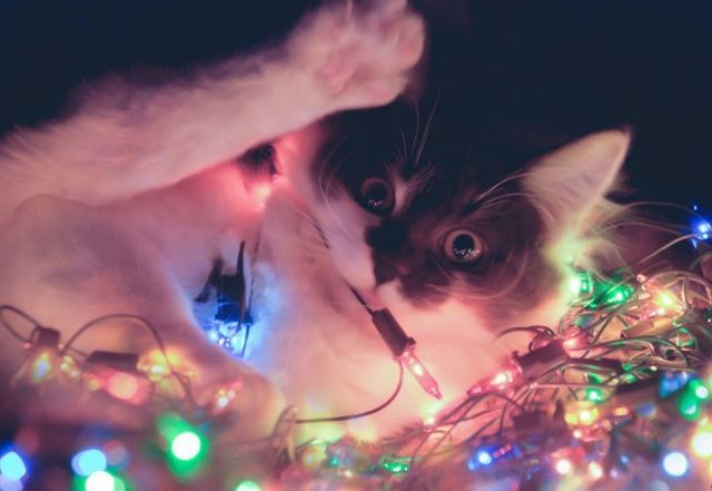 Як коти готуються до новорічних свят: кумедні фото - фото 125552