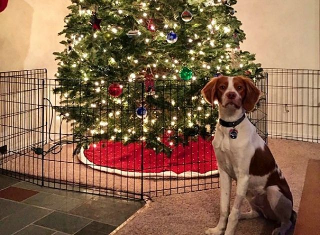 Як захистити ялинку від нападів домашніх тваринок