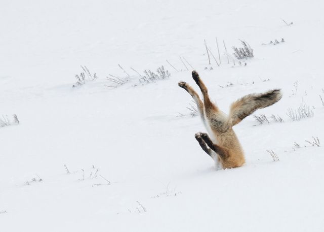Обрано найяскравіші фото тварин 2016 року 
 - фото 130029
