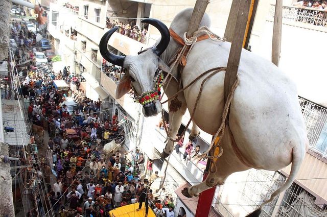 Обрано найяскравіші фото тварин 2016 року 
 - фото 130030