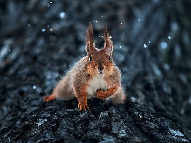 Українець створює найказковіші знімки тварин- фото 125328