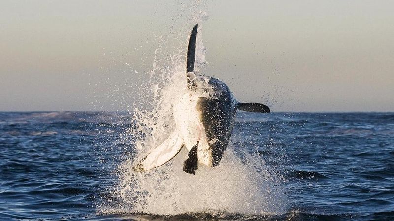 Фотограф зафіксував акулу в процесі полювання: вражаючі кадри