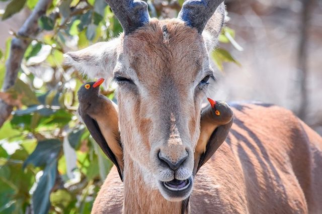 Обрано найяскравіші фото тварин 2016 року 
 - фото 130034