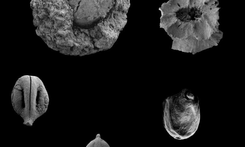 Дослідники з'ясували, чим харчувалися люди кам'яного віку