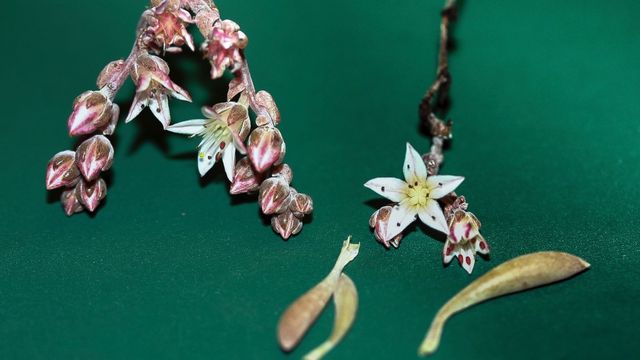 У Каліфорнії вивили особливу квітку: фотофакт - фото 127278