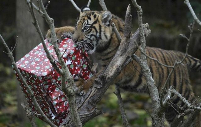 У лондонському зоопарку тварини отримали різдвяні подарунки
