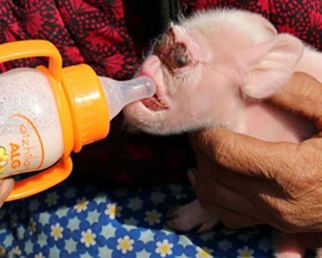 У Китаї народилося дивовижне порося