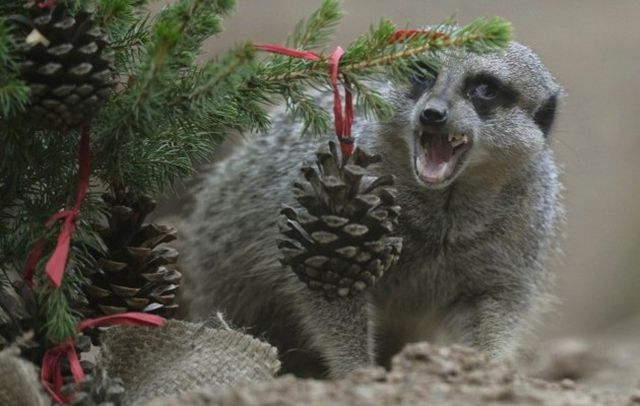 У лондонському зоопарку тварини отримали різдвяні подарунки- фото 127062