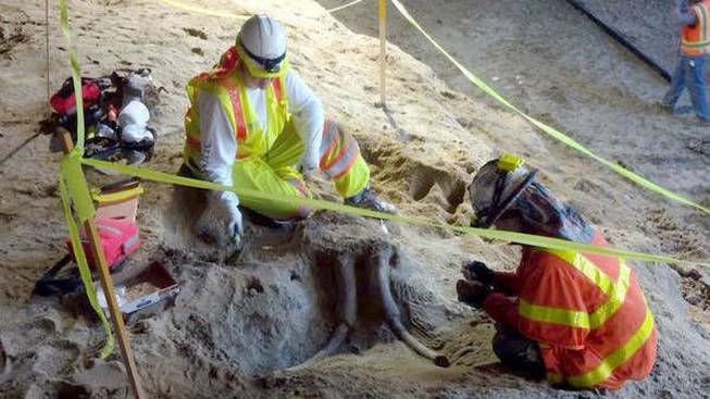 У метро Лос-Анджелеса виявили останки вимерлих тварин: фотофакт