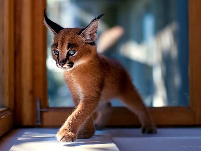 Українець створює найказковіші знімки тварин- фото 125327