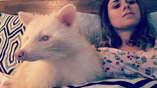 Єнот - фото 126817