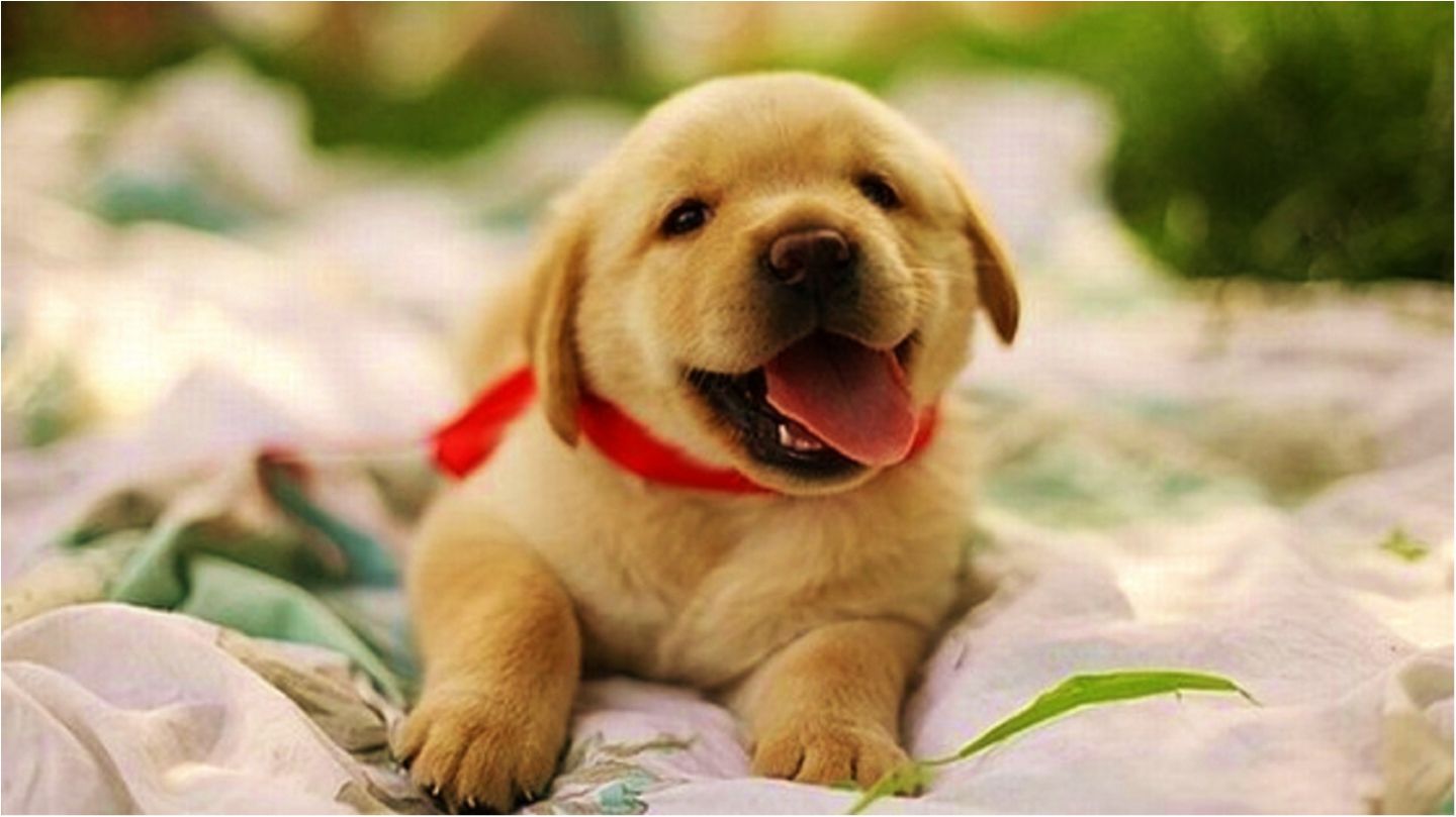 Учені зробили несподіване відкриття про собак