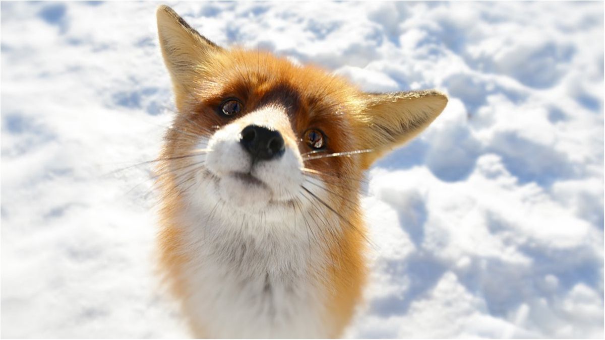 Кумедна лисиця намагалася поцупити сумку в британця