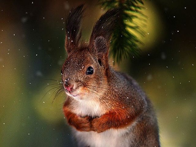 Українець створює найказковіші знімки тварин- фото 125322