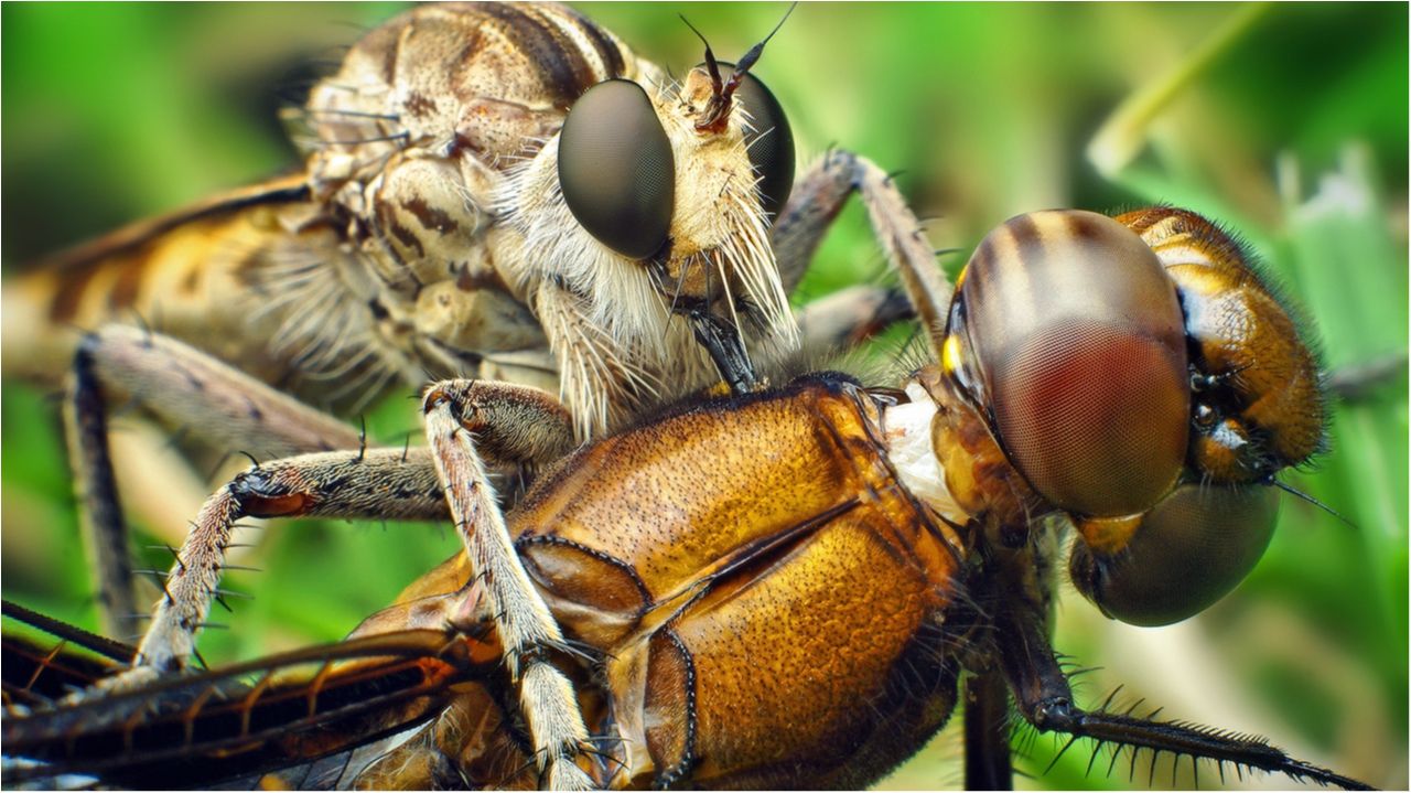 Вчені виявили невідомий вид мух-убивць