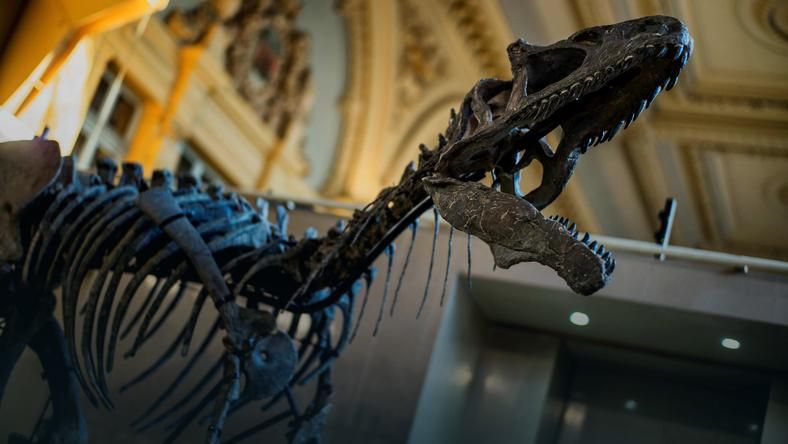 У Франції на аукціоні продали скелет динозавра