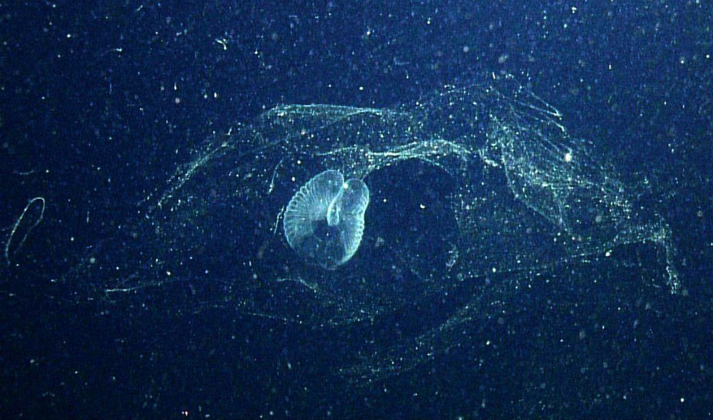 Вчені виявили морського мешканця, якого не бачили більше ста років