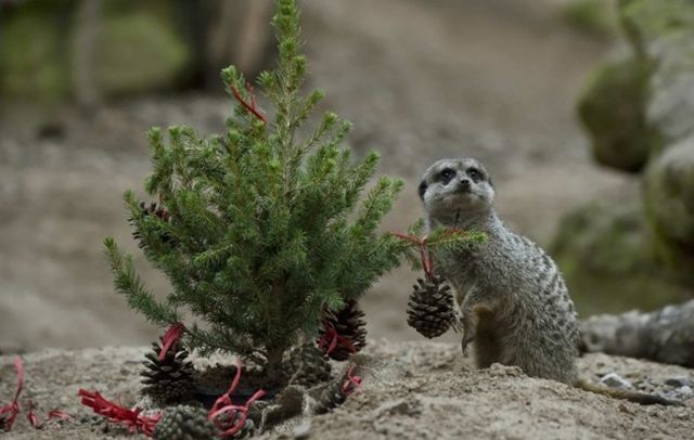 У лондонському зоопарку тварини отримали різдвяні подарунки- фото 127063