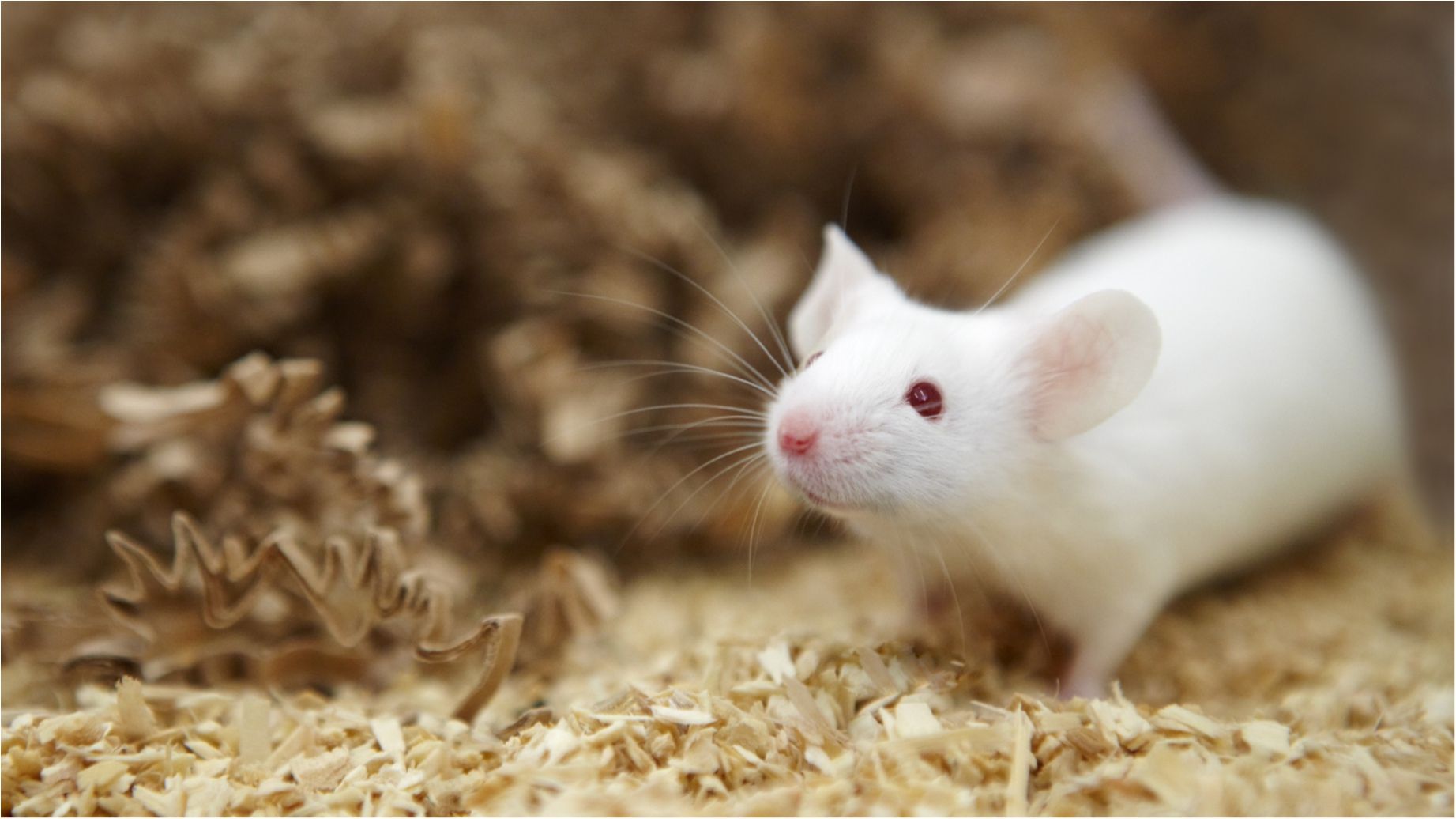 Вчені винайшли пристрій для керування тваринами