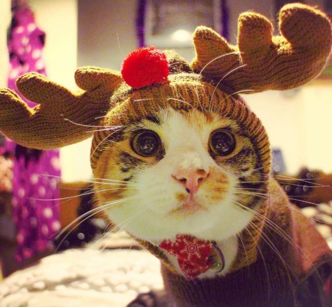 Санта-мяус: У соцмережах з'явився новий котячий флешмоб