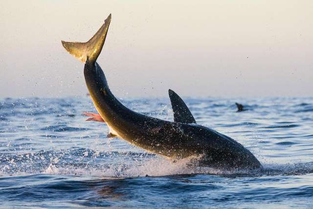 Фотограф зафіксував акулу в процесі полювання: вражаючі кадри - фото 130216