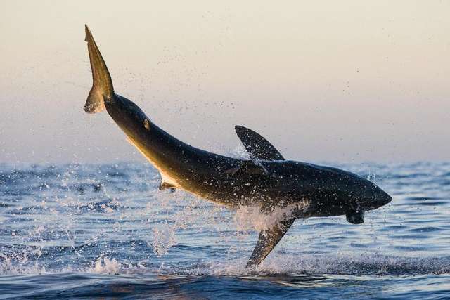 Фотограф зафіксував акулу в процесі полювання: вражаючі кадри - фото 130220