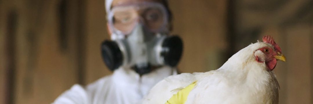 ЄС заборонив імпорт птиці з України через грип