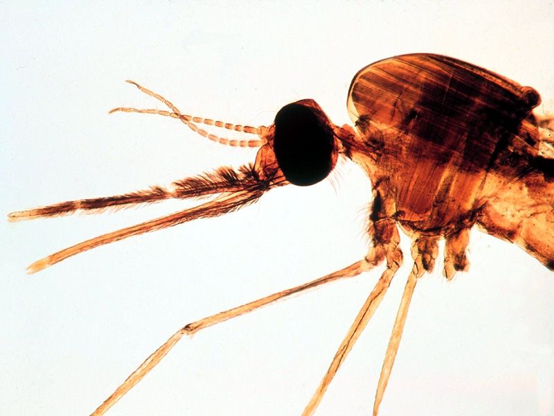 Вчені змусять москітів самознищуватися