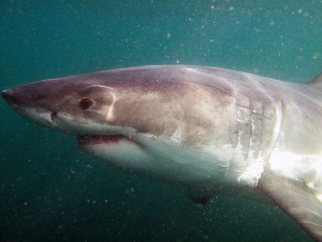 Фотограф зафіксував акулу в процесі полювання: вражаючі кадри - фото 130218
