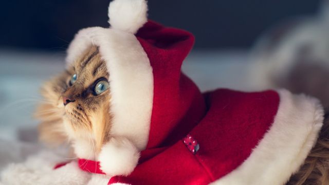 Як коти готуються до новорічних свят: кумедні фото - фото 125546