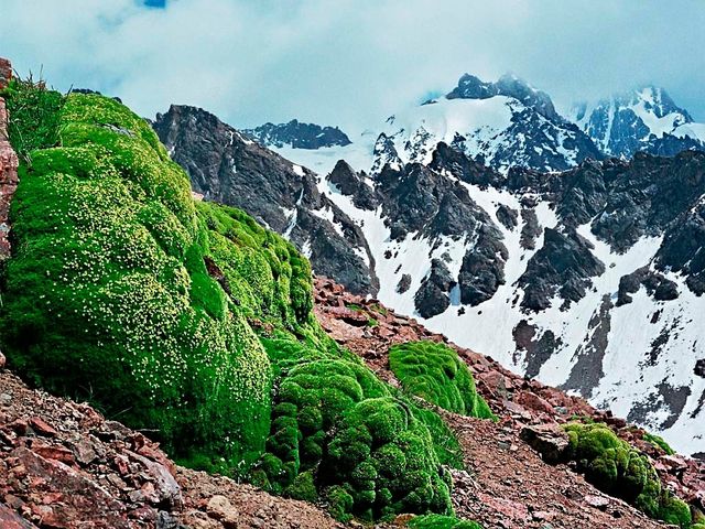 Вчені знайшли рослинність на рекордних висотах - фото 123855