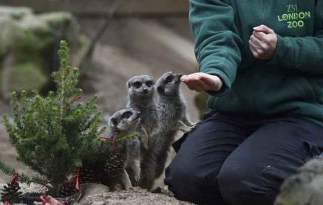 У лондонському зоопарку тварини отримали різдвяні подарунки- фото 127061