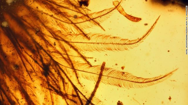 Вчені віднайшли хвіст динозавра в шматку бурштину - фото 125145