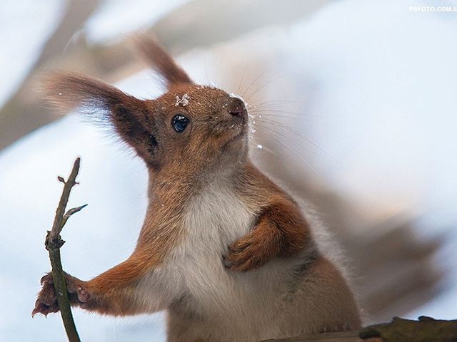 Українець створює найказковіші в світі знімки тварин- фото 125334