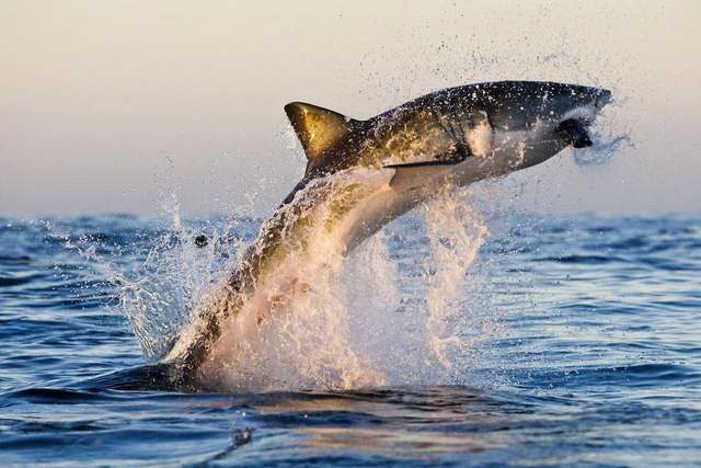 Фотограф зафіксував акулу в процесі полювання: вражаючі кадри - фото 130215