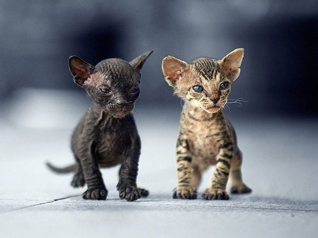 Українець створює найказковіші знімки тварин- фото 125325