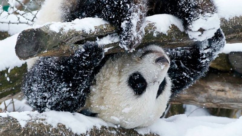 Панда - фото 1