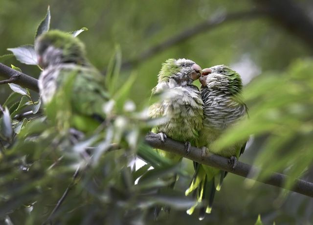 Обрано найяскравіші фото тварин 2016 року 
 - фото 130027