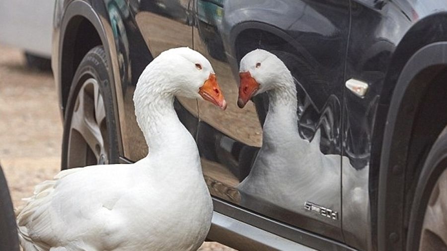 Знайдено найсумнішого у світі гусака