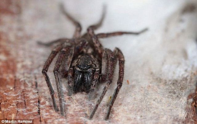 Біологи відкрили три нових види павуків-примар, які вміють літати