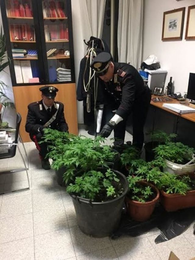 Марихуана - фото 128709