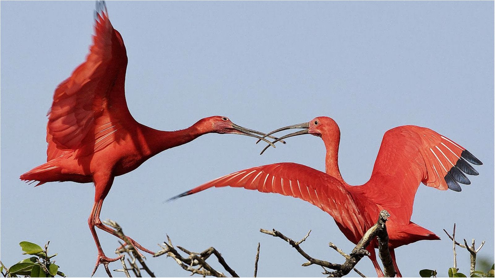 В Арктиці знайшли останки невідомих зубастих птахів